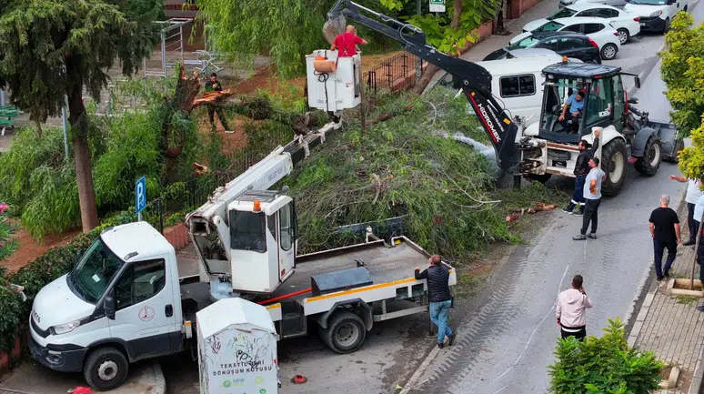 İzmir Karşıyaka'da devrilen ağaç araçlarda hasara yol açtı