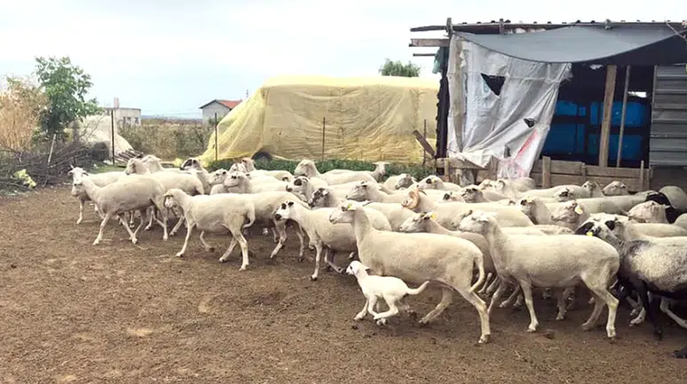 Diyarbakır'da küçükbaş hayvancılığa 2 milyon liraya kadar kredi desteği