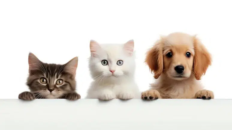 Yapay zeka, hayvanların dilini çözme konusunda ne kadar ilerledi?