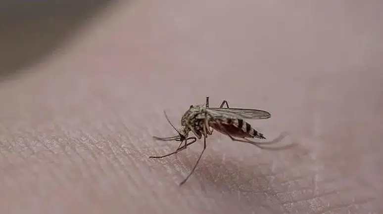 Pınar Deniz ve Kaan Yıldırım çifti nerede tanıştı? Aşkları nasıl başladı?