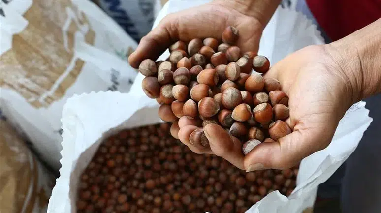 Fındık fiyatlarında şaşırtan tablo! Uzmanlar ne diyor? Fındık ne kadar?