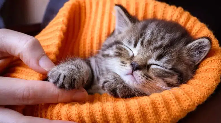 Düzce'de yavru kedi itfaiye ekiplerini peşinden koşturdu