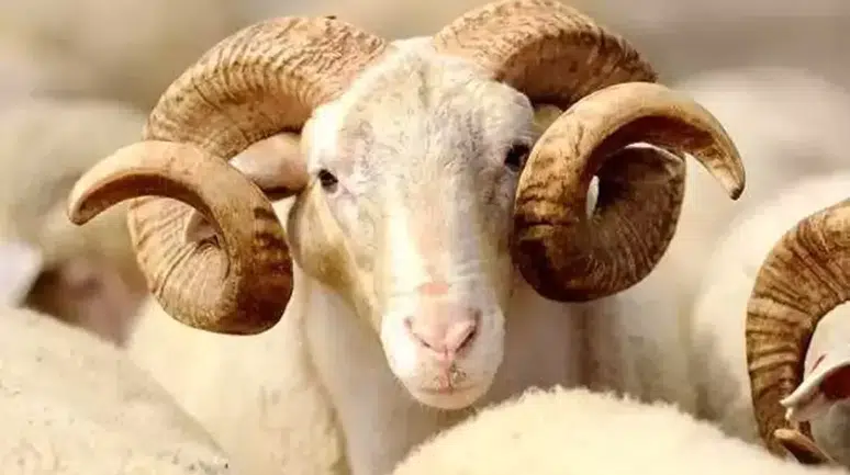 2027 Kurban Bayramı hangi güne denk geliyor, arife günü ne zaman ve Kurban Bayramı tatili kaç gün sürecek?