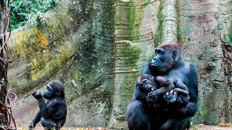 Ruanda'da dağ gorilleri nerede yaşıyor ?