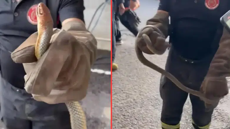 Yalova'da ilginç olay : Feribottan inen araçtan yılan çıktı