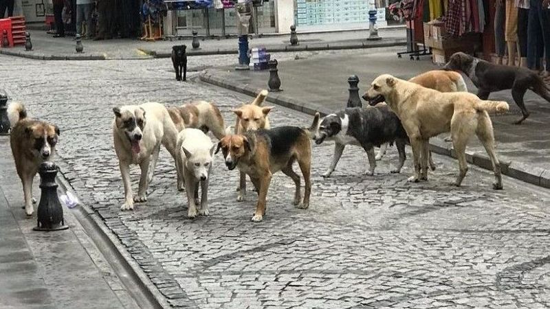 Avrupa’da sahipsiz sokak köpekleri için yapılan uygulamalar 10