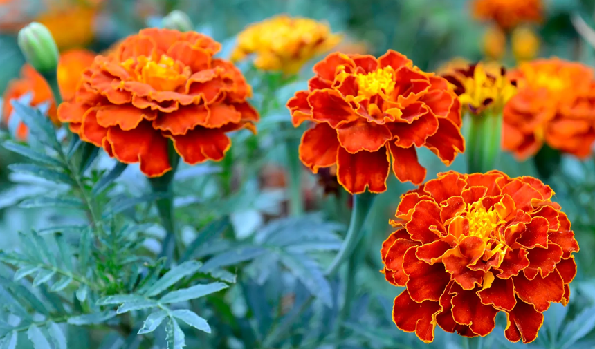 Temmuz ayında hangi çiçek ve bitkiler ekilir? 3