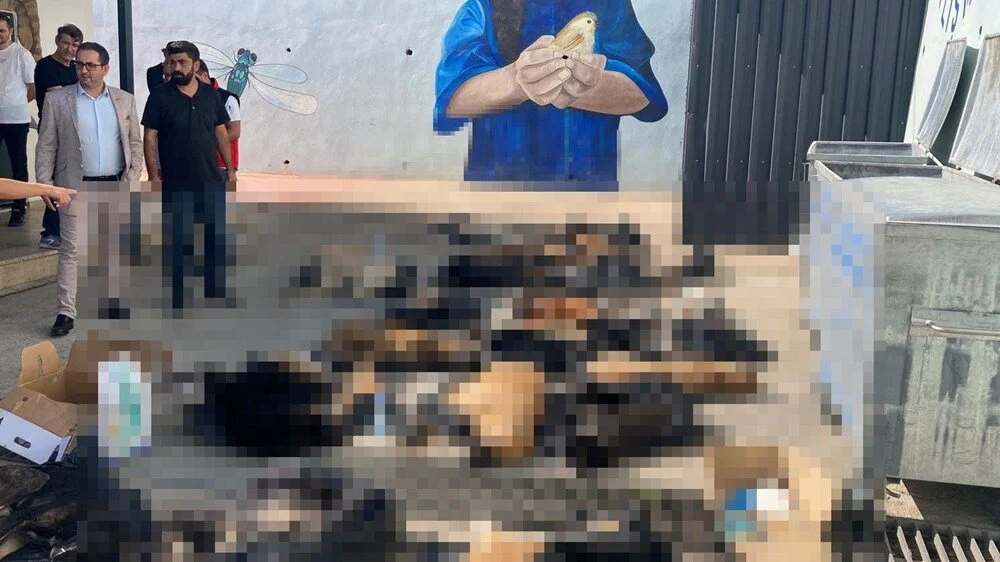Gebze’de Köpek Katliamı Iddialarına Belediye’den Açıklama Kabul Edilemez 2