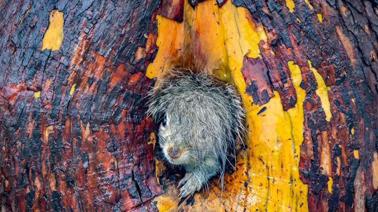 2025 yılının en komik vahşi yaşam fotoğrafları belli oldu 2