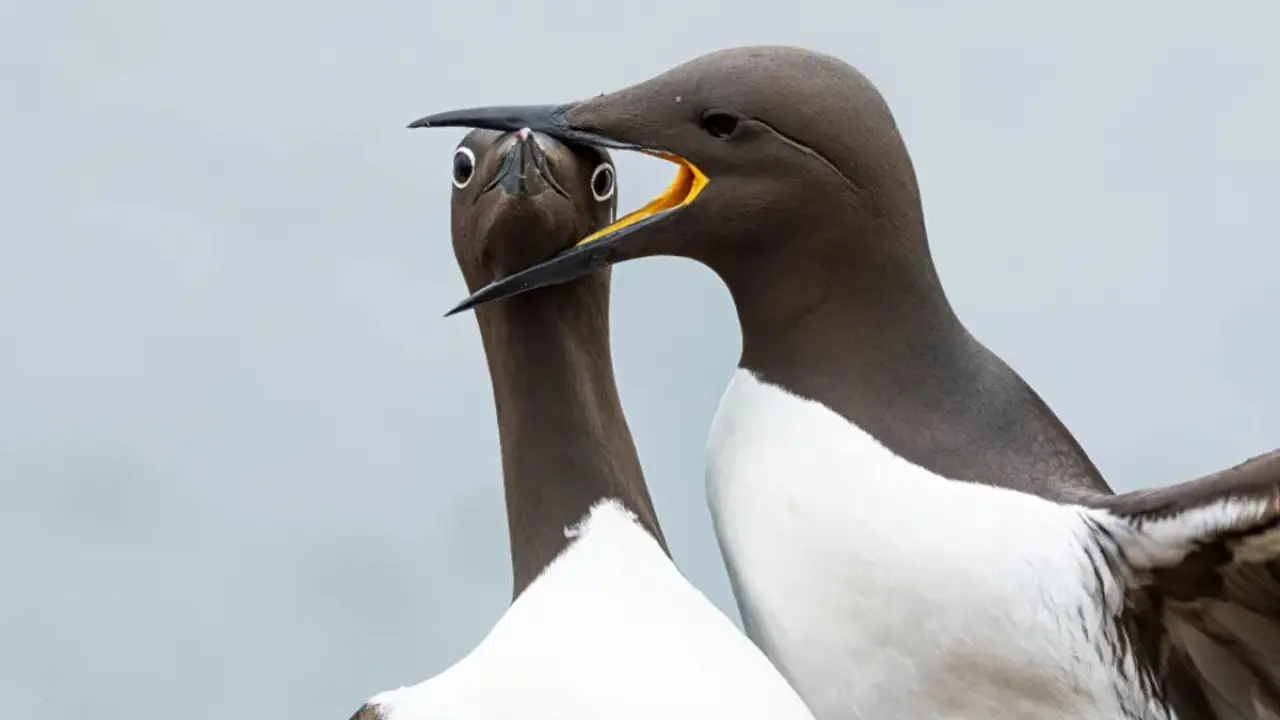 2025 yılının en komik vahşi yaşam fotoğrafları belli oldu 4