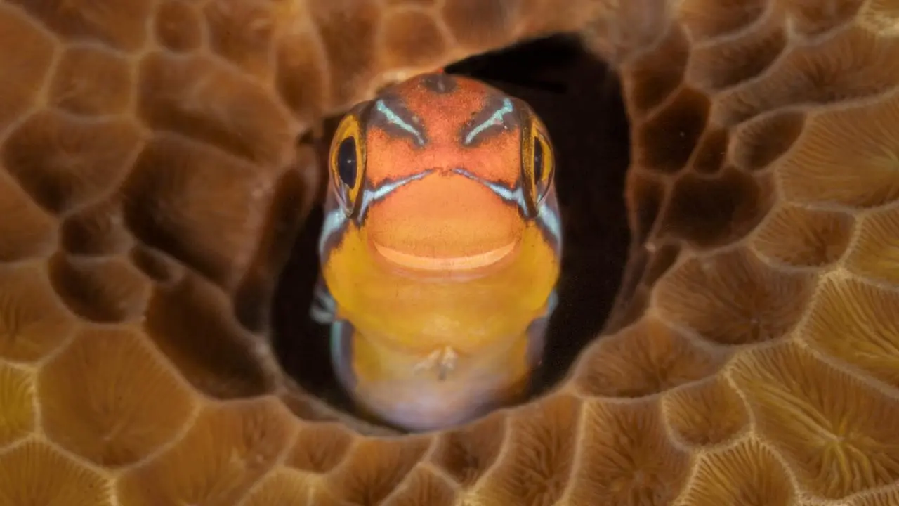 2025 yılının en komik vahşi yaşam fotoğrafları belli oldu 7