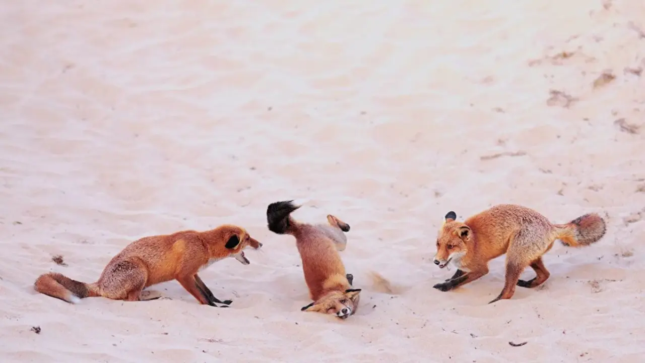 2025 yılının en komik vahşi yaşam fotoğrafları belli oldu 5