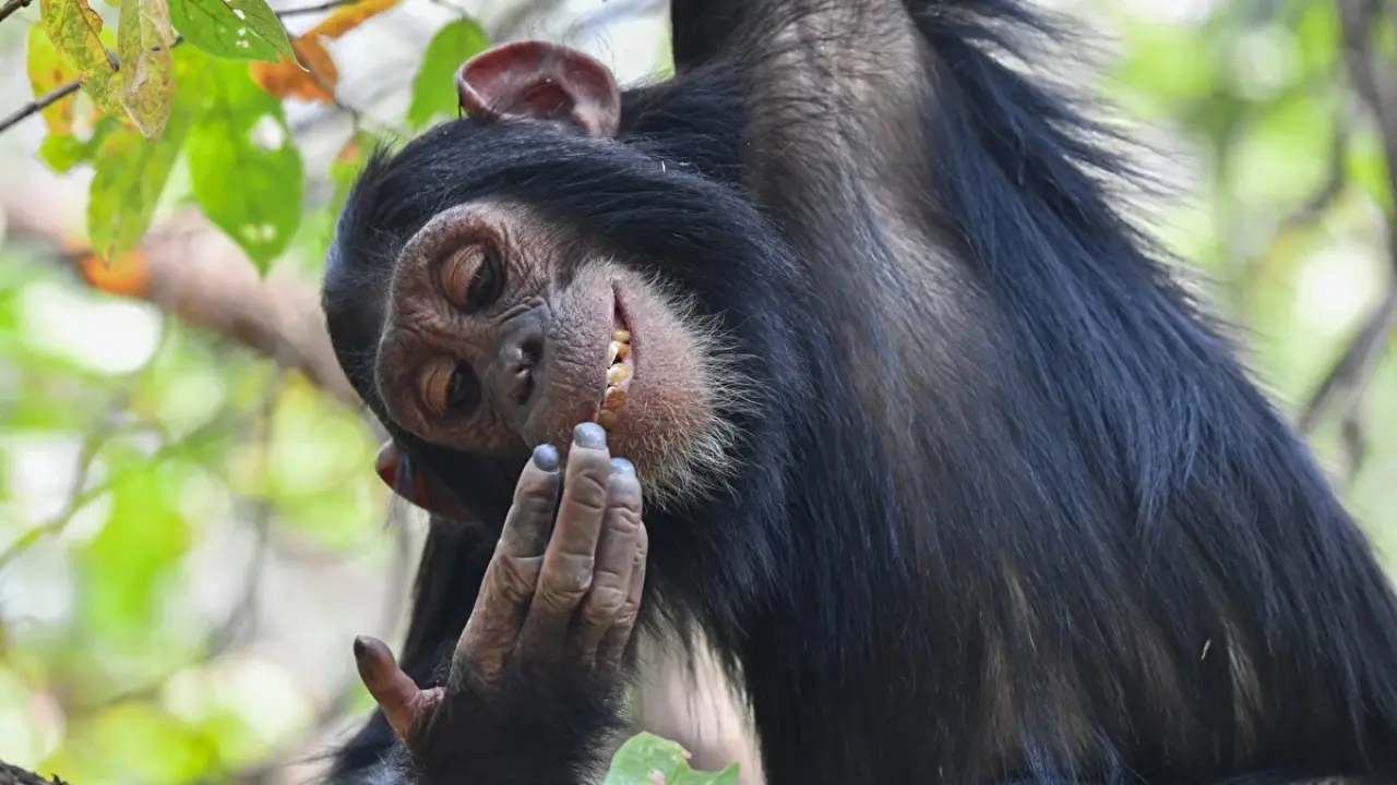 2025 yılının en komik vahşi yaşam fotoğrafları belli oldu 3