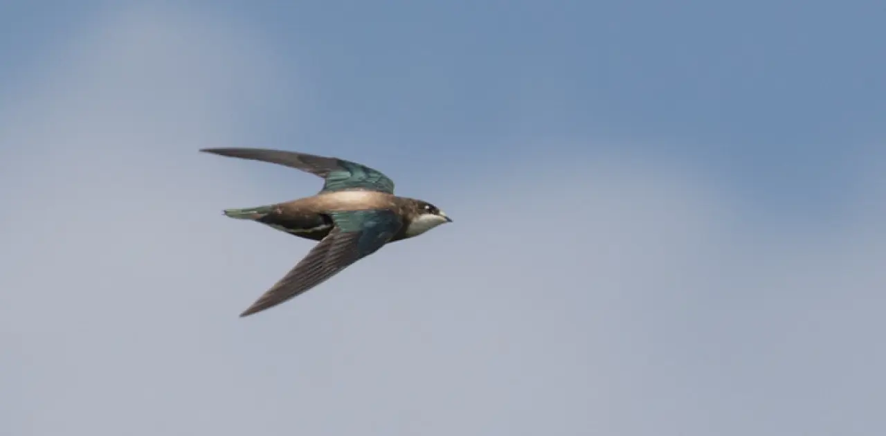 Dünyanın en hızlı 10 hayvanı: Karada, havada ve denizde hız rekortmenleri! 10