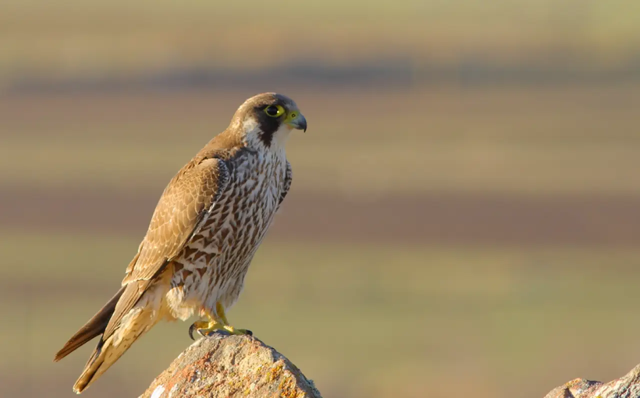 Dünyanın en hızlı 10 hayvanı: Karada, havada ve denizde hız rekortmenleri! 1