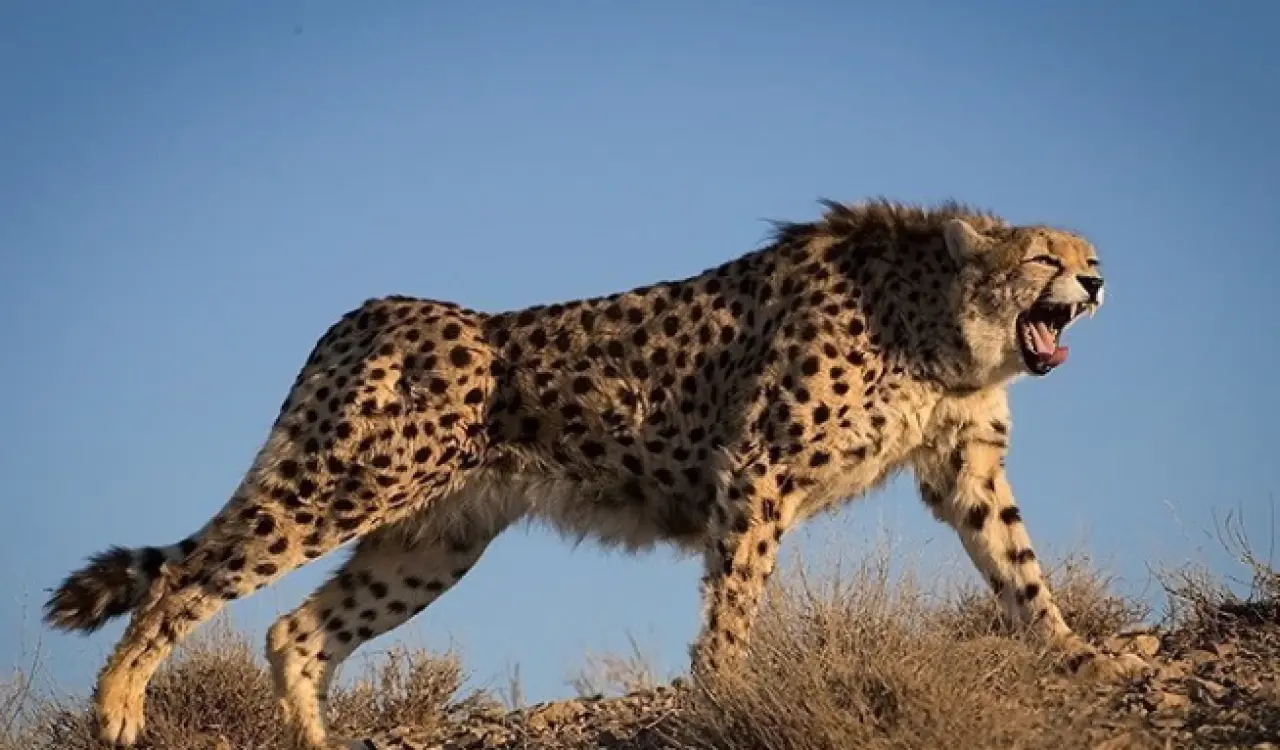 Dünyanın en hızlı 10 hayvanı: Karada, havada ve denizde hız rekortmenleri! 3