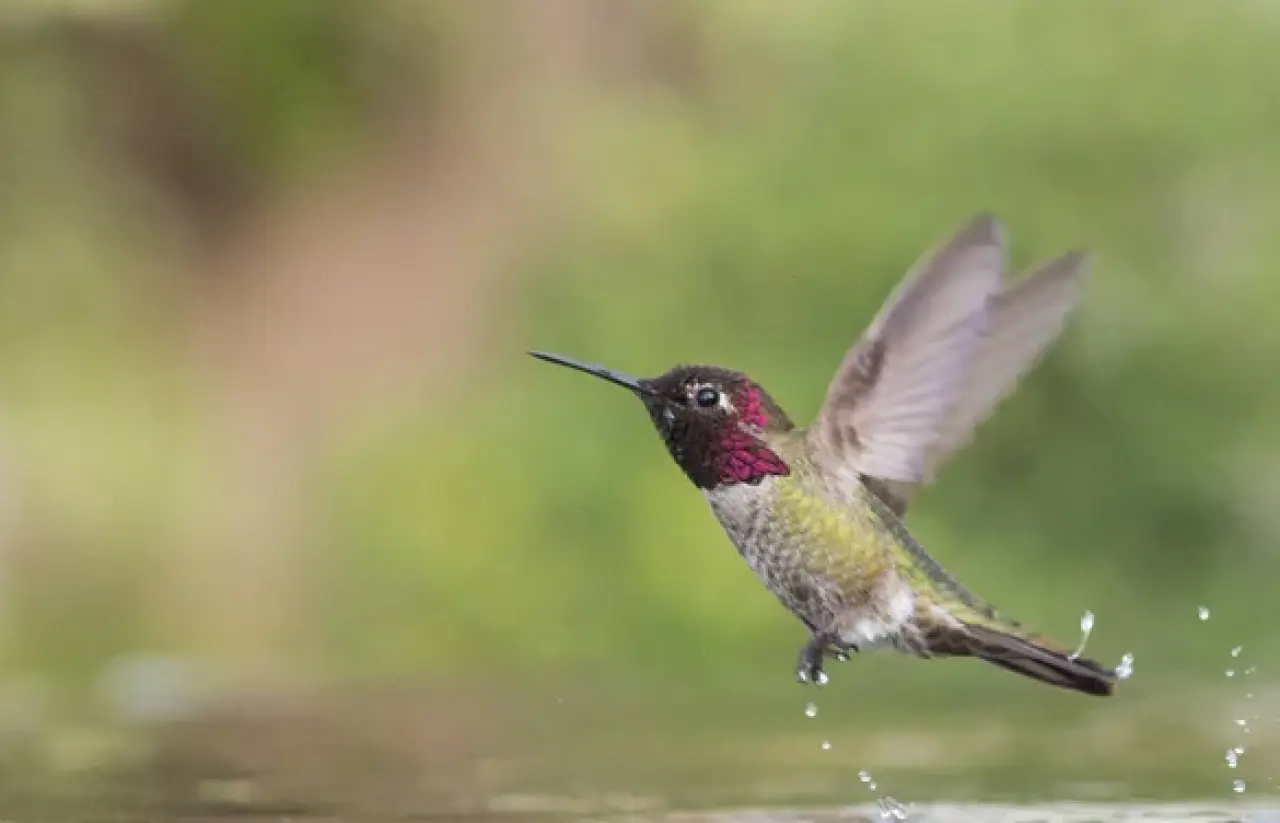 Dünyanın en hızlı 10 hayvanı: Karada, havada ve denizde hız rekortmenleri! 6