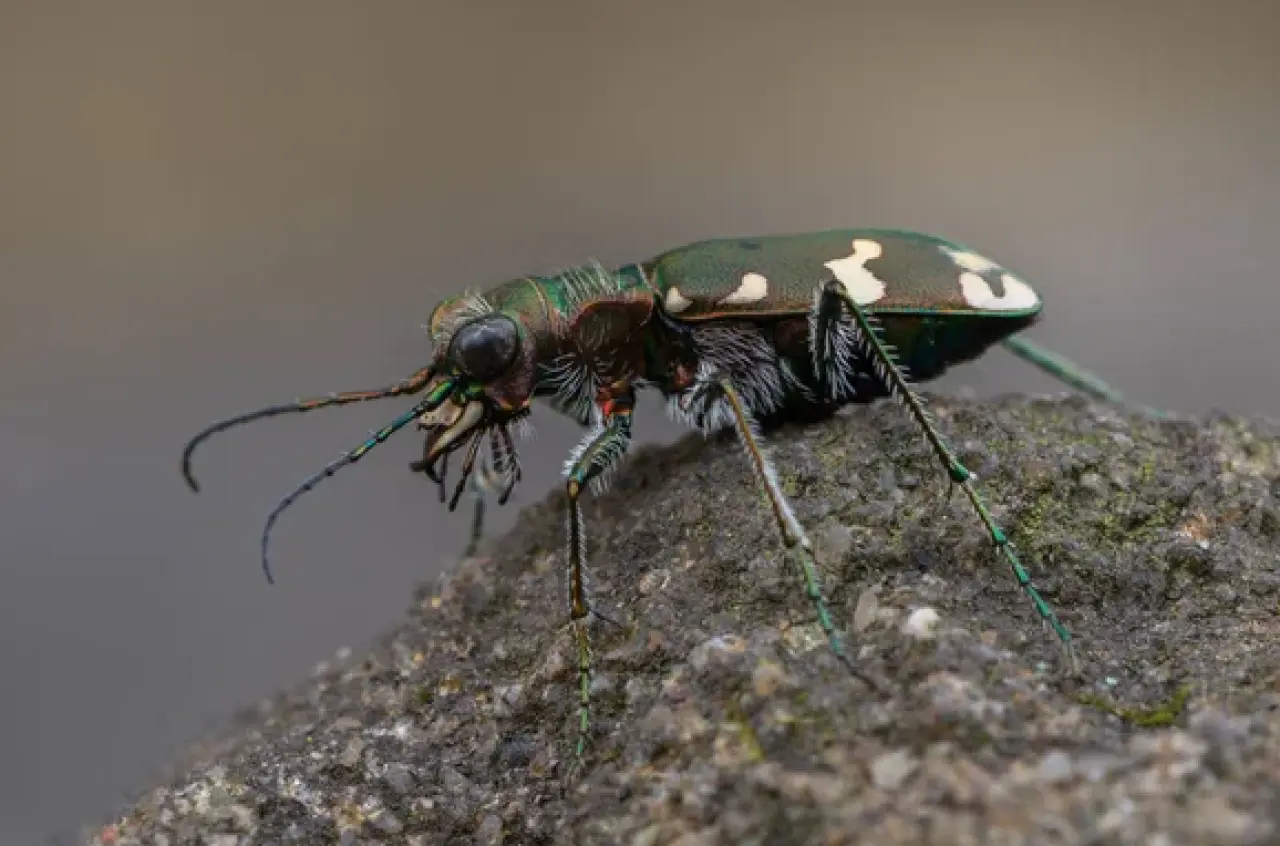 Dünyanın en hızlı 10 hayvanı: Karada, havada ve denizde hız rekortmenleri! 9