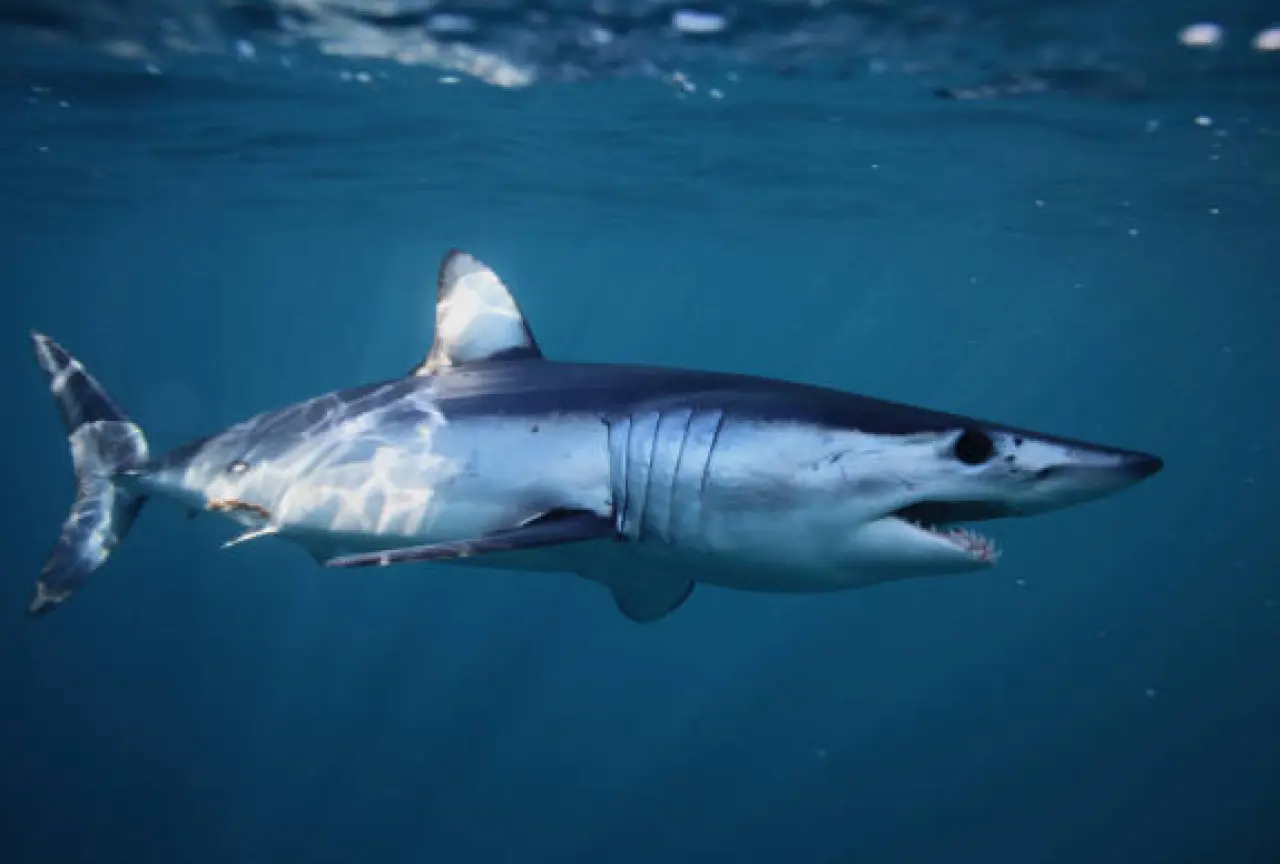 Dünyanın en hızlı 10 hayvanı: Karada, havada ve denizde hız rekortmenleri! 7