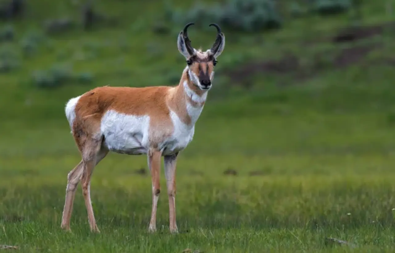 Dünyanın en hızlı 10 hayvanı: Karada, havada ve denizde hız rekortmenleri! 5