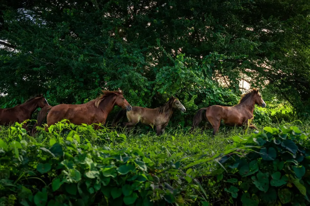 The property will welcome both guests and residents to engage with its farm and animals, as well as more traditional resort offerings such as golfing and boating.
