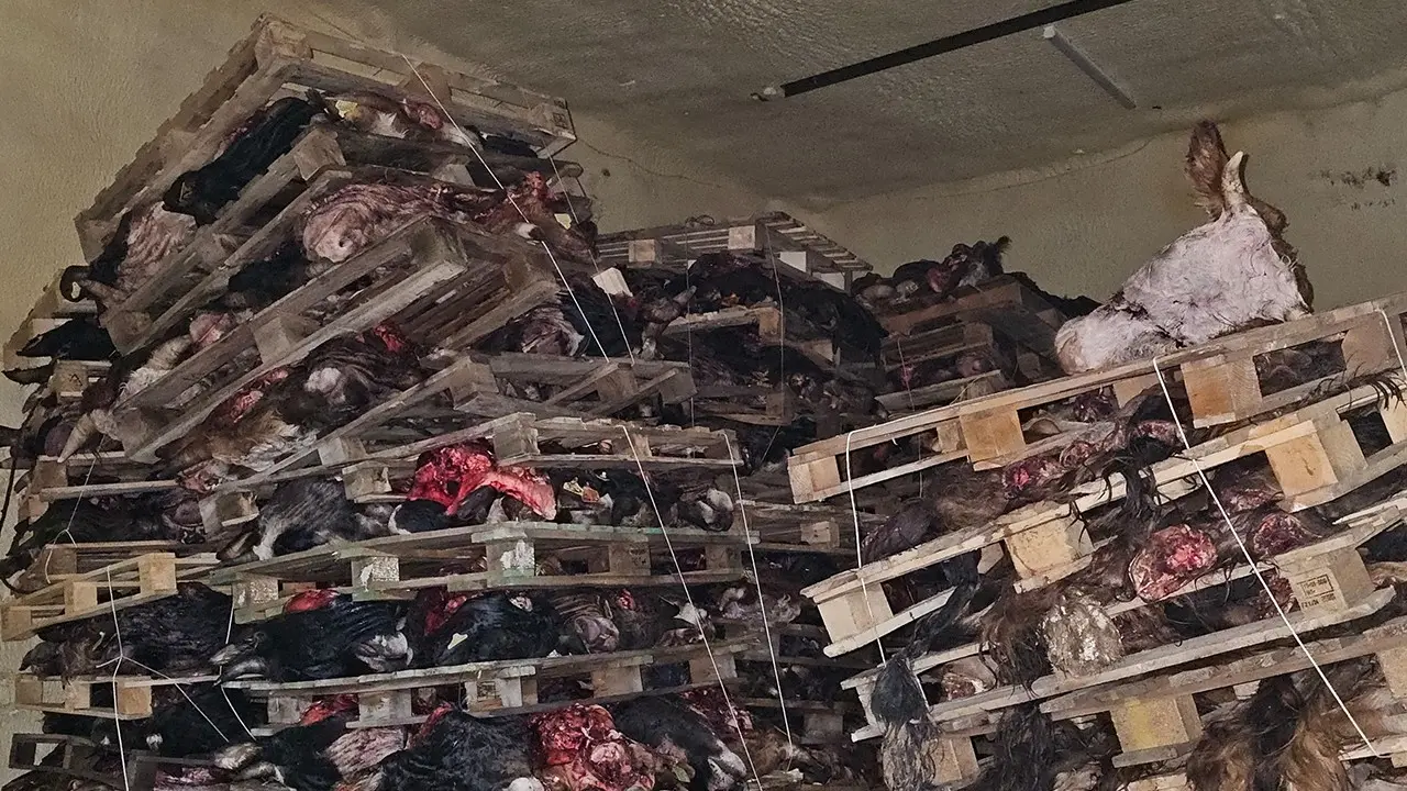 Sakatatçılara satılmak üzere istiflenmiş çürümüş büyükbaş hayvan kafaları bulundu