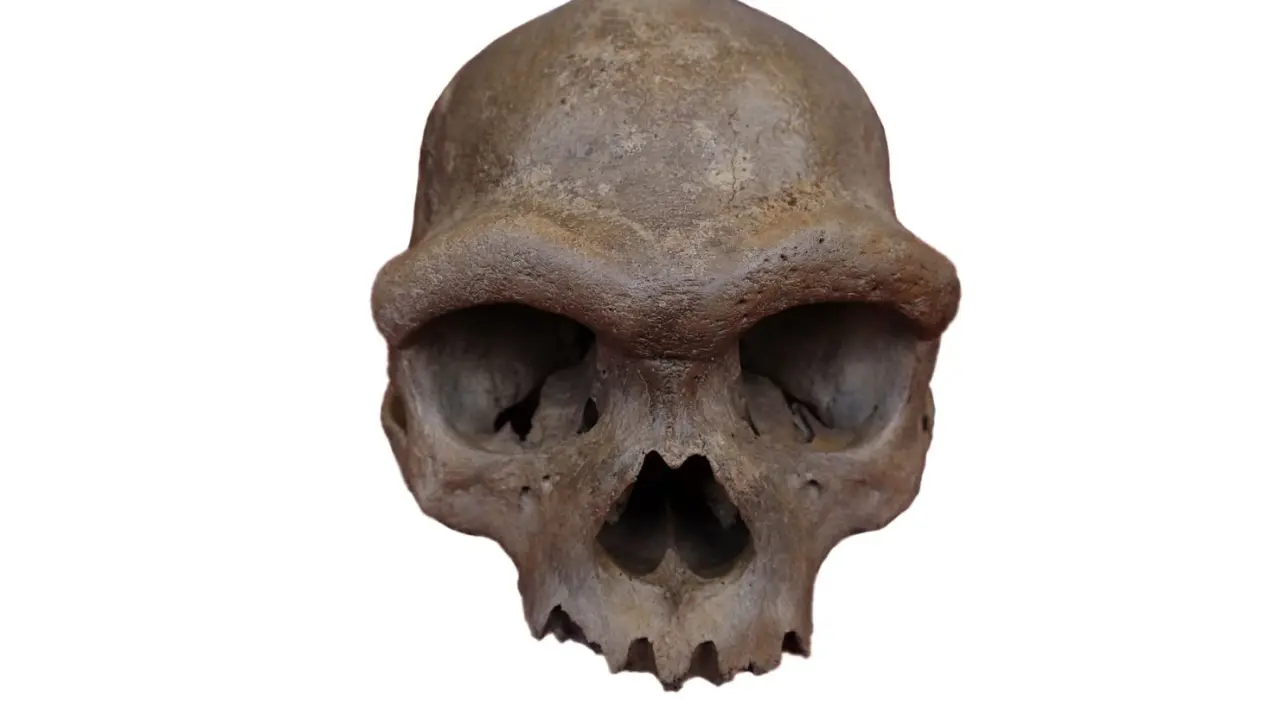 The nearly complete cranium recovered from a well in Harbin, China, dates to at least 146,000 years ago.